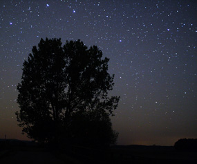 Baum und Sterne im Westhavelland
